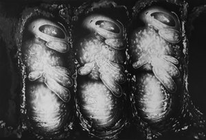 Eliot AllsopThe Thought Collective